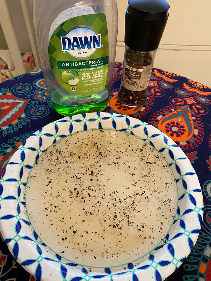Dishwashing soap and a paper plate with water and black pepper.