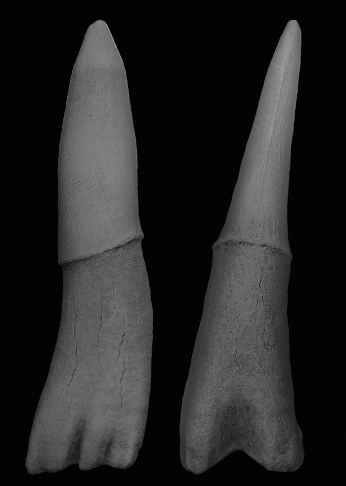 Rostral denticle