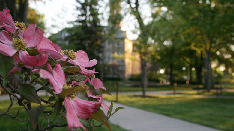 A pink dogwood tree blooms on campus