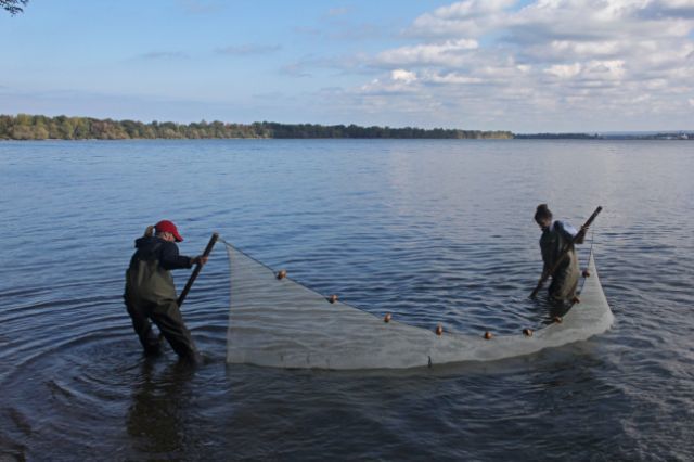 Two researchers use a seine net to collect samples in a lake.