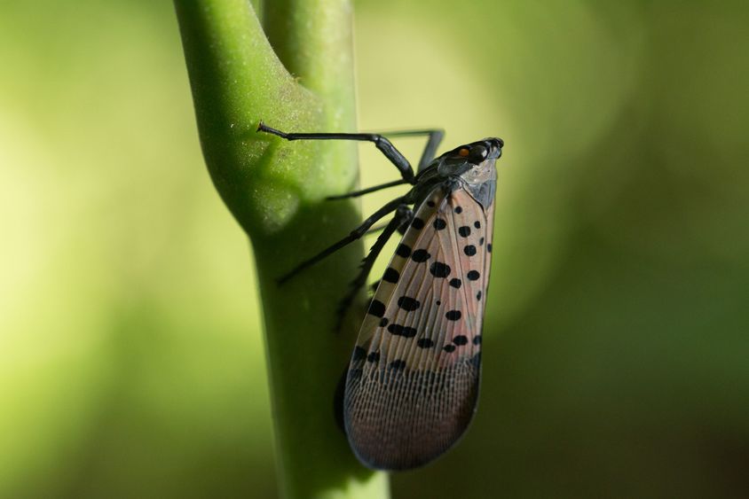 Spotted lanternfly adult upright on twig