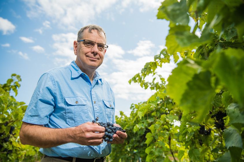Penn State Behrend faculty member Michael Campbell stands in a grape vineyard.