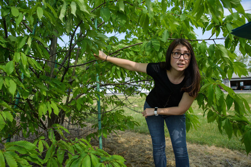 Graduate student Emily Dobry shows damage on an American chestnut tree