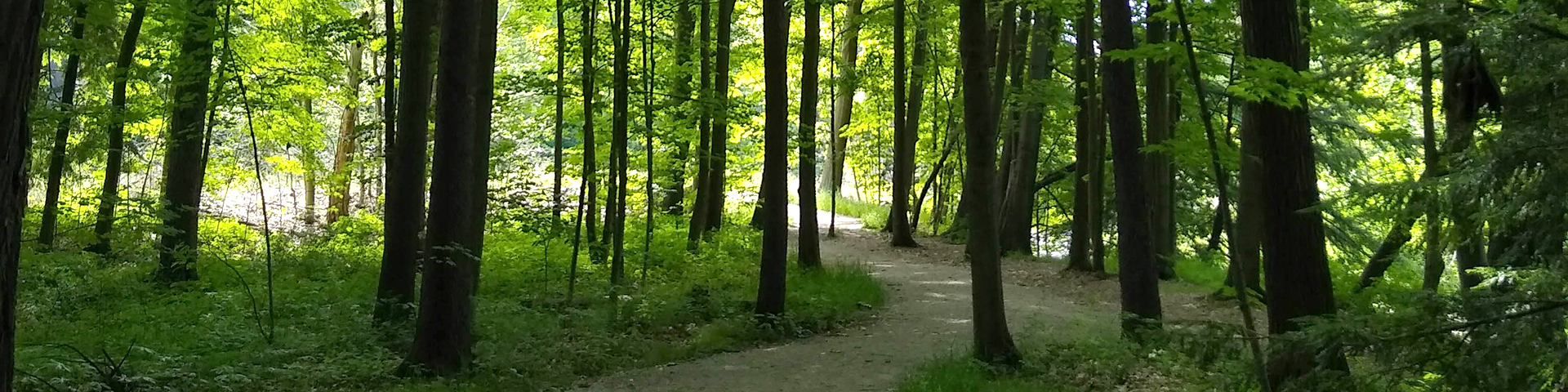 Path of a trail through the woods