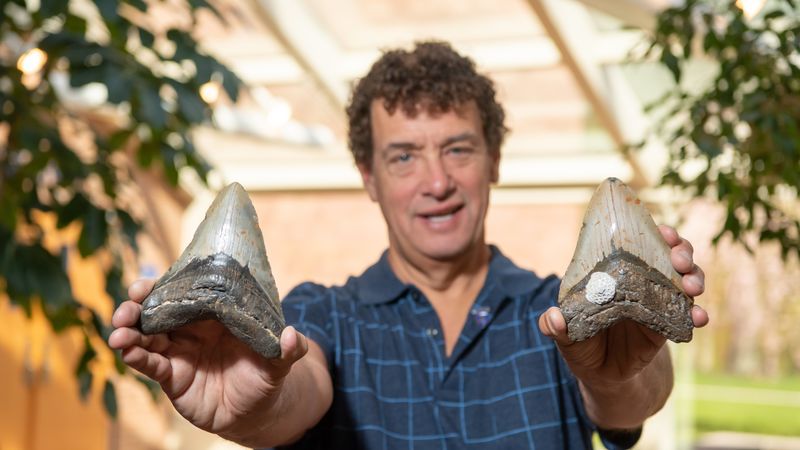 A man holds up two Megalodon shark teeth.