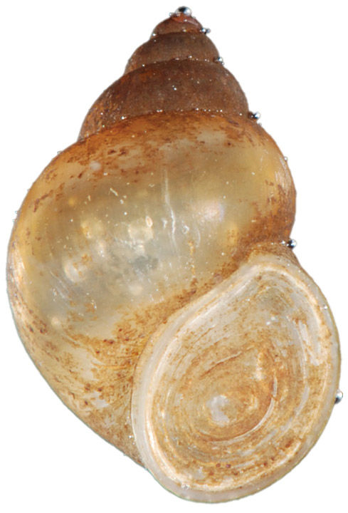 Presque Isle State Park is now home to two invasive freshwater snail species.