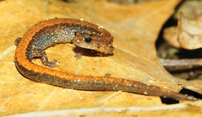 A salamander like those affected by Bsal, a deadly fungus. 