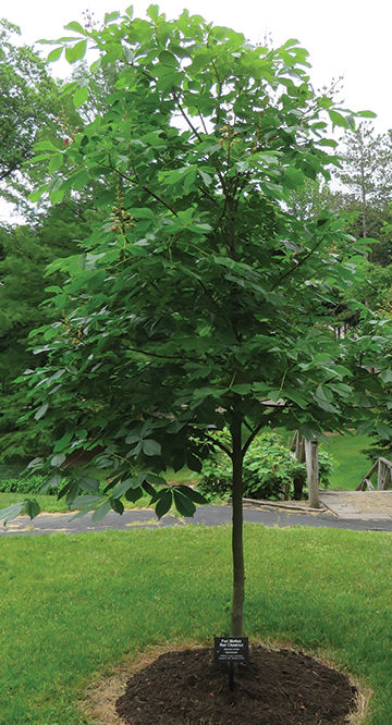 This Chestnut tree was placed near Turnbull Hall in memory of Joseph Lewandowski