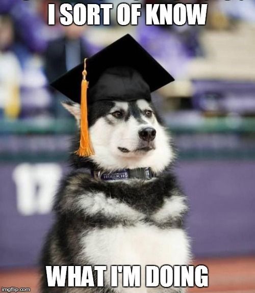 "I sort of know what I'm doing, graduation dog