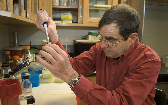 Michael Campbell, distinguished professor of biology at Penn State Behrend, works in the lab.