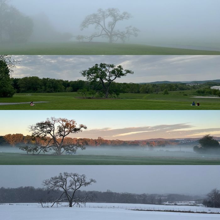 Four pictures of a single tree in each of the four seasons