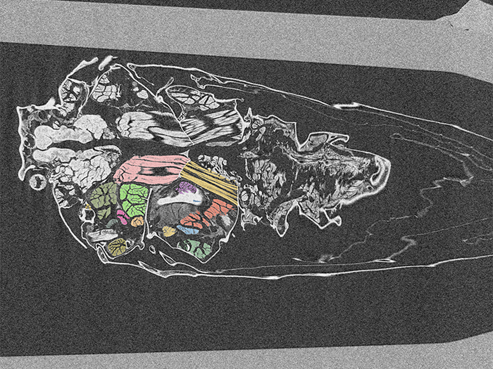 Cross section of a spotted lanternfly female showing internal body structures.