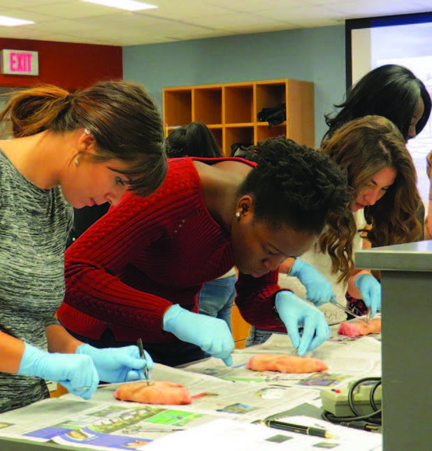 Students work on severed pig’s feet at a two-hour suturing seminar offered by the Army Health Care Recruiting office in Pittsburgh and held at Penn State Behrend.