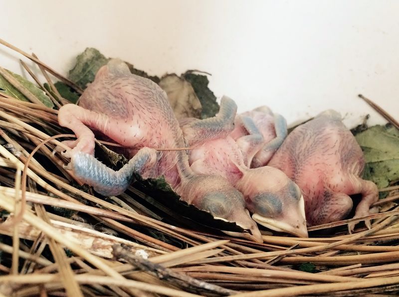 A close-up of a clutch of just-hatched Purple Martins