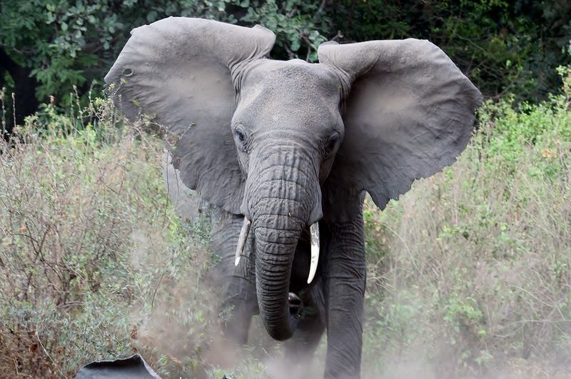 A close-up of an elephant in Tanzania.