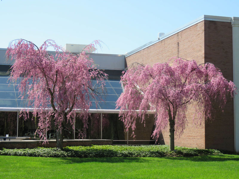 Two cherry trees in bloom