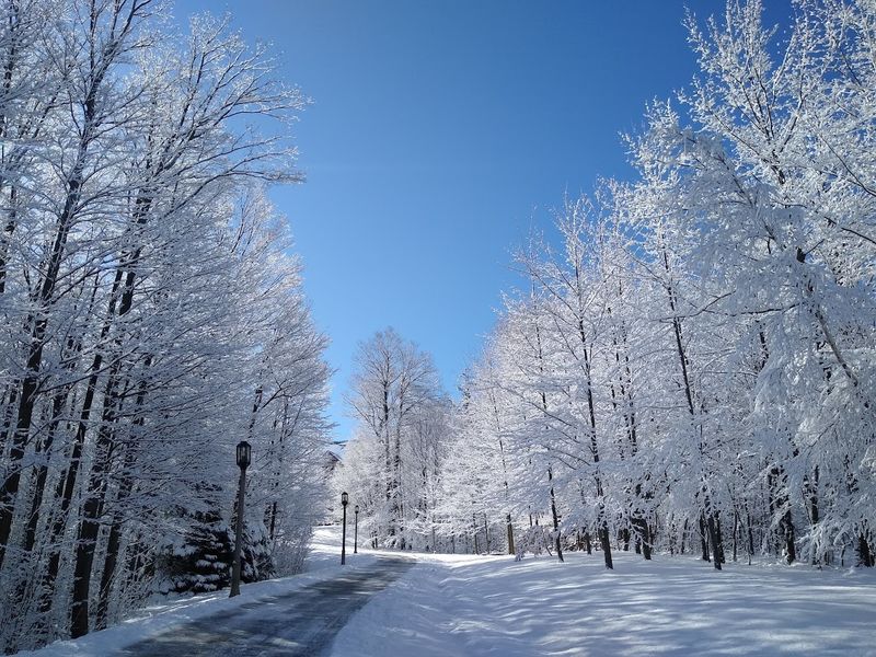 A trail lined with snow covered trees against a bright blue sky