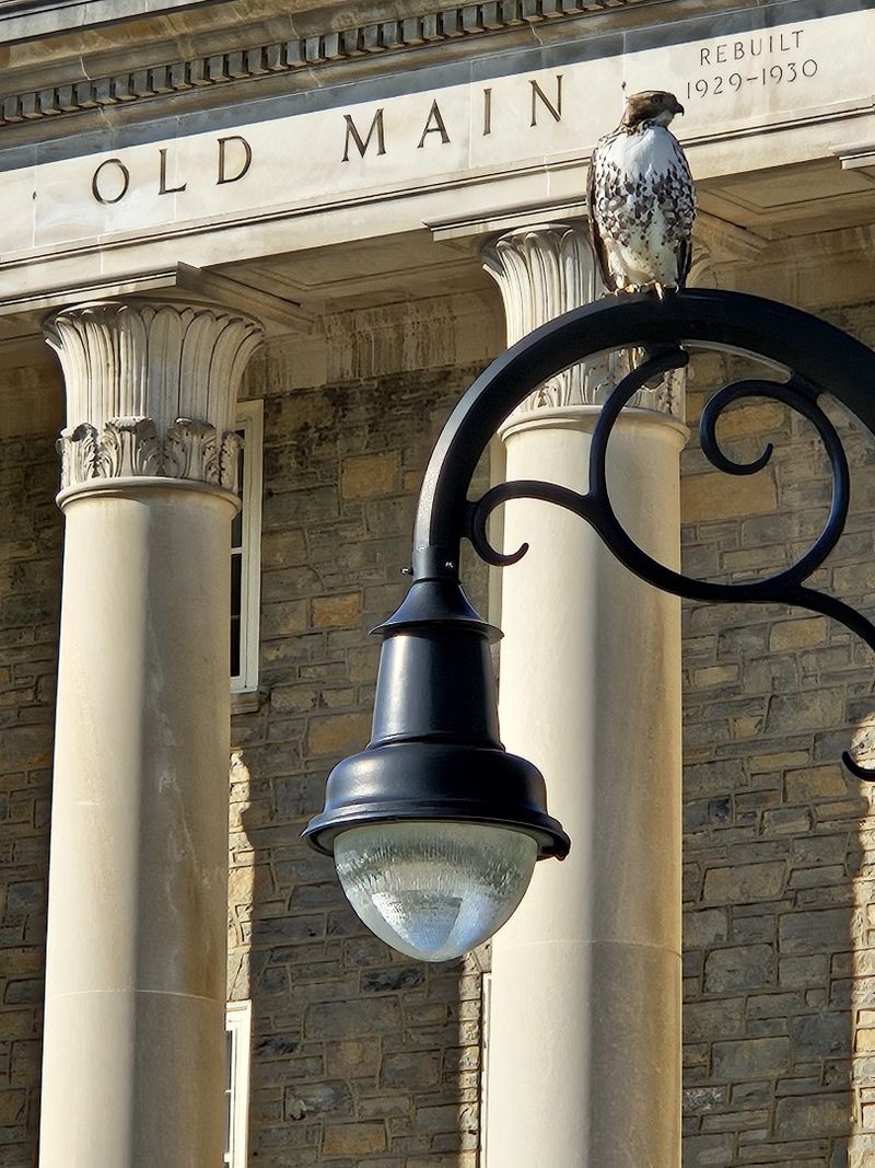 A hawk sits on top of a lamppost in front of Old Main