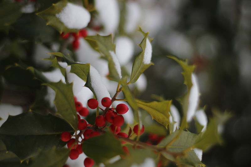 A close up picture of a snow covered plant with red berries