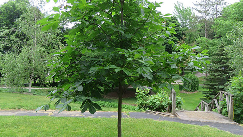 Tree with plaque