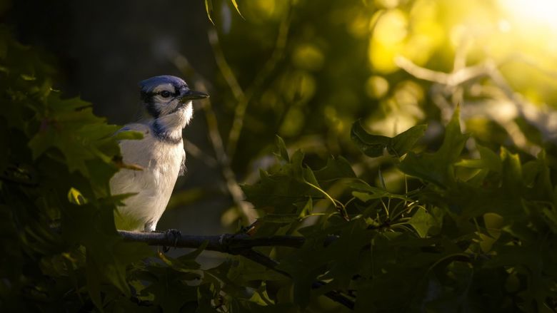 A blue jay rests on a branch.