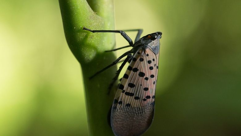 A close-up of a spotted lanternfly on a tree branch.