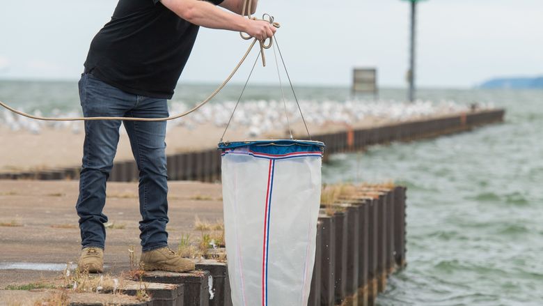 A Penn State Behrend student raises a net after sampling for Hemimysis anomala in Lake Erie.