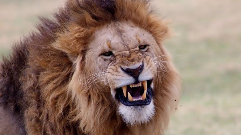 A close-up of a lion in Tanzania.