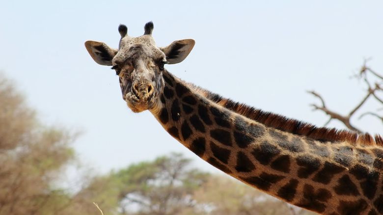 A close-up of a giraffe in Tanzania