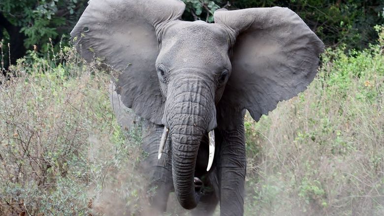 A close-up of an elephant in Tanzania.