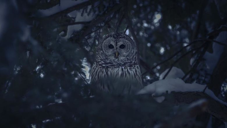 A barred owl hiding in a tree at Penn State Behrend