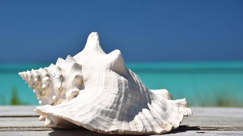 Conch shell in the Bahamas