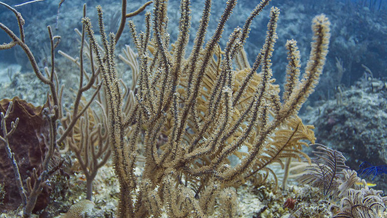 Coral and algea in a Bahamian reef