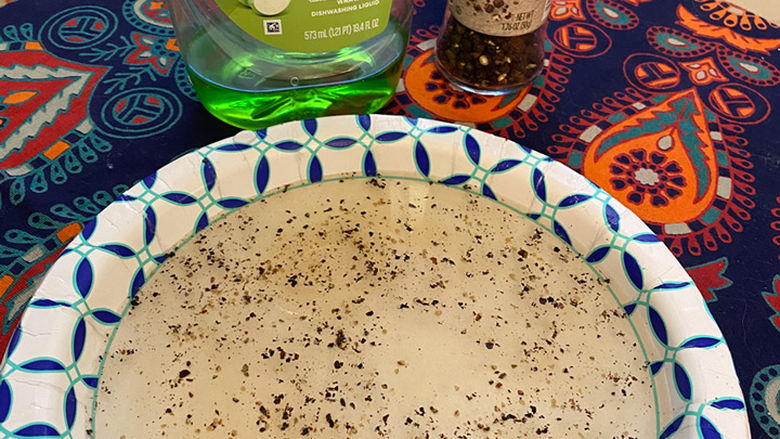 Dishwashing soap and a paper plate with water and black pepper.