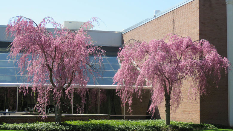 Two cherry trees in bloom