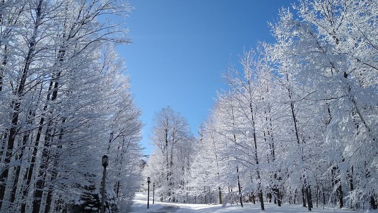 A trail lined with snow covered trees against a bright blue sky