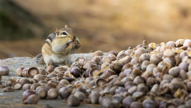 A chipmunk eats acorns on a millstone at Penn State Behrend.