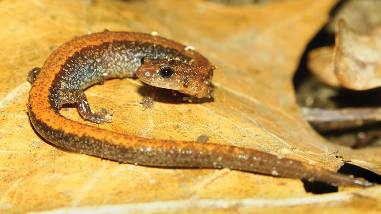 A salamander like those affected by Bsal, a deadly fungus. 