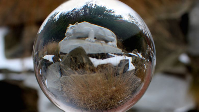 A circular photo of the Penn State Behrend Nittany Lion Shrine