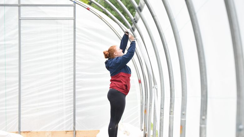 A female student installs poly sheeting on a high tunnel at Penn State Behrend.