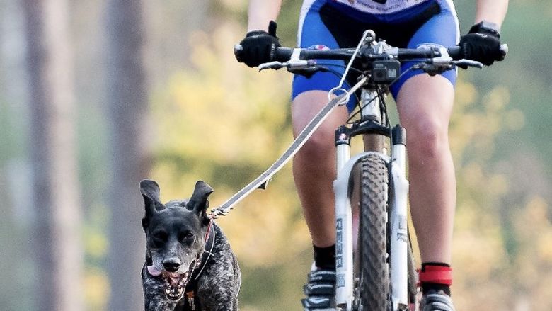 Penn State Behrend student Emily Ferrans competes in a mountain bike race while tethered to her dog, Marge