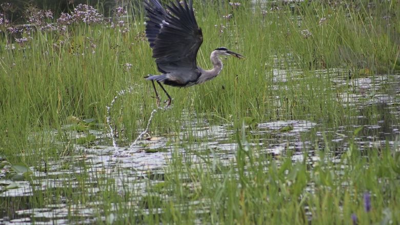 A heron takes flight at Presque Isle State Park.