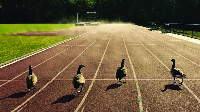 Harborcreek Township resident Karen Beebe captured a fabulous photo of four geese on the college’s outdoor track after a morning rain.