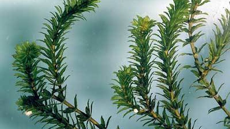 A close-up of hydrilla, an aquatic invasive species