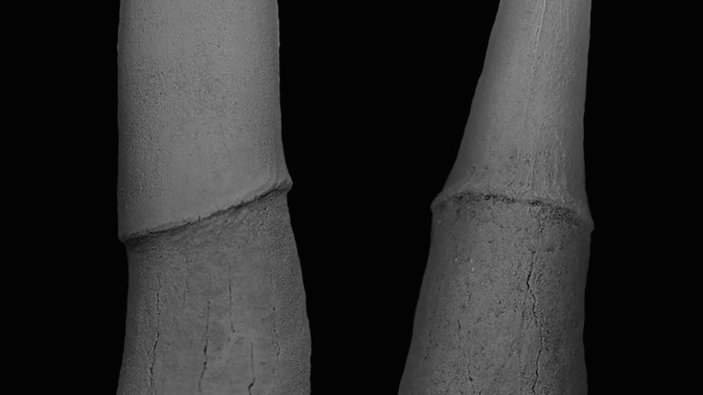 Rostral denticle