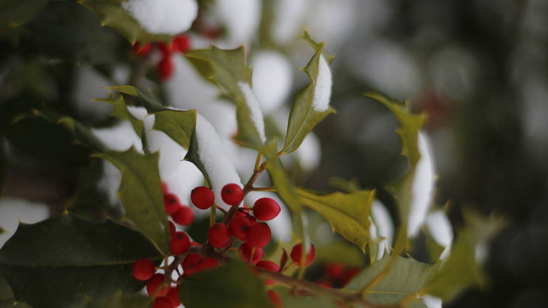 A close up picture of a snow covered plant with red berries