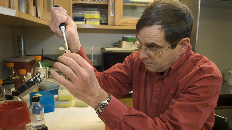 Michael Campbell, distinguished professor of biology at Penn State Behrend, works in the lab.