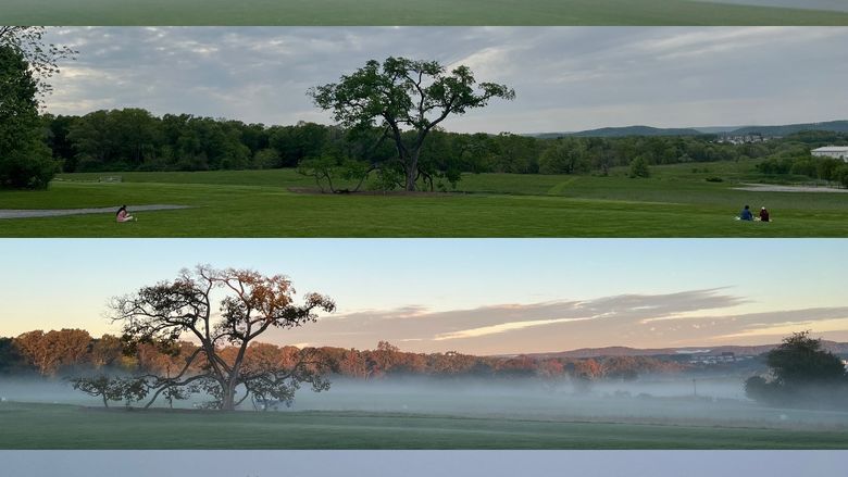 Four pictures of a single tree in each of the four seasons