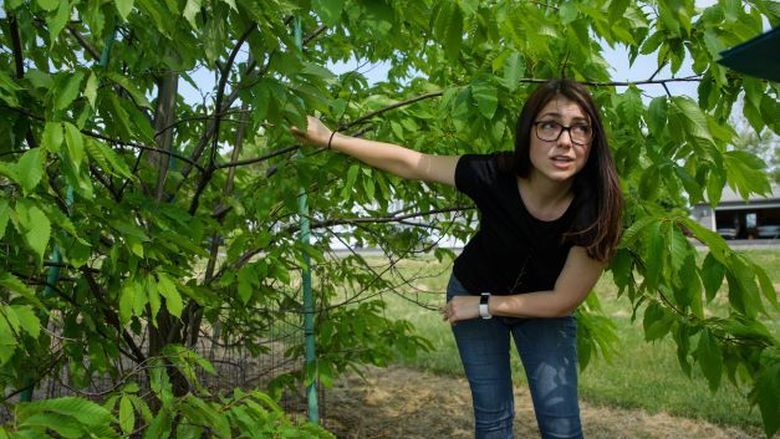 Penn State student researcher Emily Dobry shows damage to an American chestnut tree at the Lake Erie Regional Grape Research and Extension Center