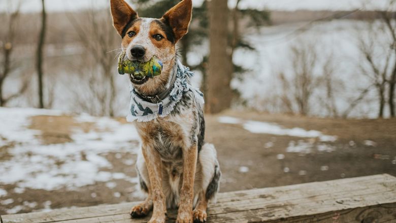 A dog holds a One Leg Up chew toy while sitting.